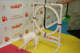 Illustration for article titled Cats Being CAThletes: An Afternoon at the CFA Iams Cat Championship